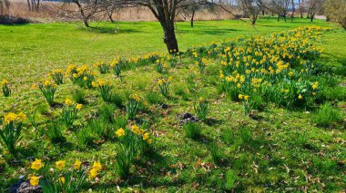 Sarı laleler güneşli bahar gününde nehrin yanındaki yeşil tarlada çiçek açtı..