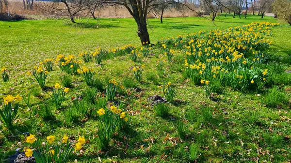 Żółte Tulipany Kwitły Zielonym Polu Pobliżu Rzeki Słoneczny Wiosenny Dzień — Zdjęcie stockowe