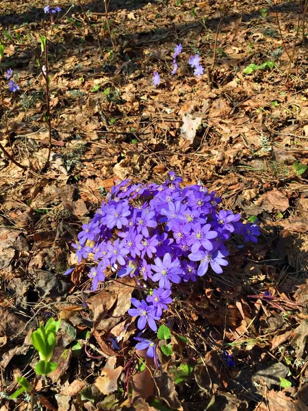 Hepatica Com Flores Pequenas Azuis Aparece Início Primavera Entre Velhas — Fotografia de Stock