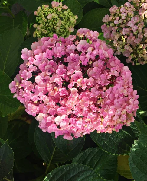 Hortensia Avec Grandes Belles Fleurs Fleuries Dans Les Parcs Les — Photo