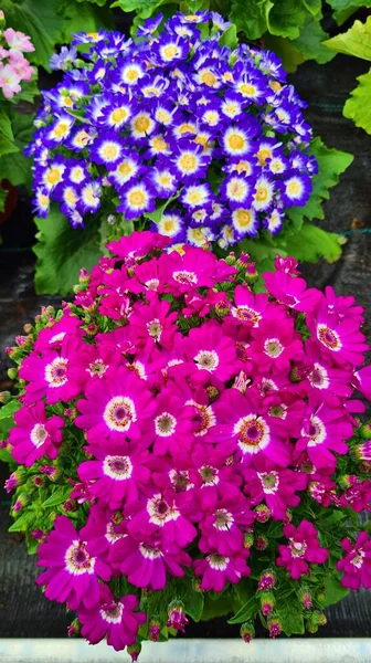 珍しい明るく美しい多色の花を持つシネリアは 観賞用の園芸で使用されています — ストック写真