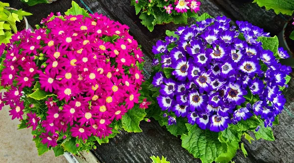 Cineraria Com Flores Brilhantes Belas Multi Coloridas Incomuns Usado Jardinagem — Fotografia de Stock