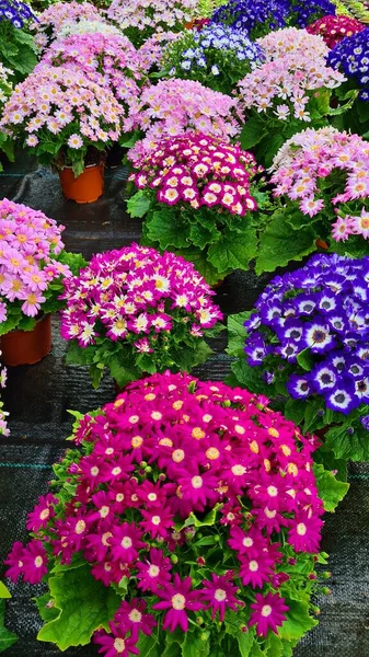 Sıradışı Parlak Güzel Çok Renkli Çiçeklere Sahip Cineraria Süs Bahçelerinde — Stok fotoğraf