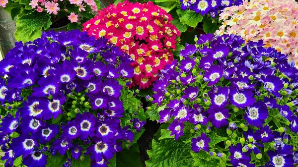 Cineraria Mit Ungewöhnlich Hellen Und Schönen Mehrfarbigen Blüten Wird Ziergarten — Stockfoto