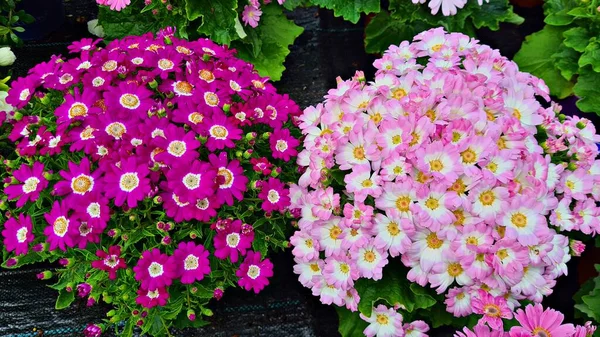 Cineraria Unusual Bright Beautiful Multi Colored Flowers Used Ornamental Gardening — Stock Photo, Image