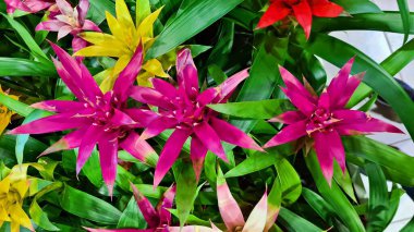 Gusmania, her daim yeşil olan ve farklı renklerde çiçeklerle açan güzel bir bitkidir..