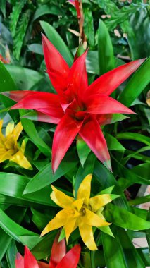 Gusmania, her daim yeşil olan ve farklı renklerde çiçeklerle açan güzel bir bitkidir..