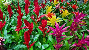 Gusmania, her daim yeşil olan ve farklı renklerde çiçeklerle açan güzel bir bitkidir..