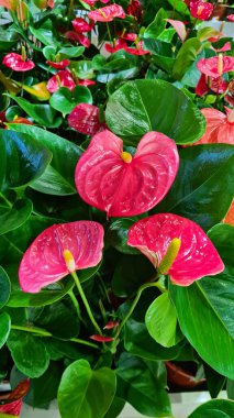 Güzel kırmızı Anthurium çiçekleri şehir bahçesinde parlak bir şekilde çiçek açtı..