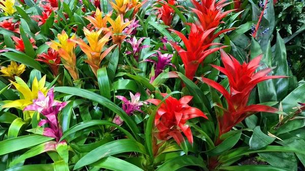 stock image Gusmania is a beautiful evergreen popular houseplant that blooms with flowers of different colors.