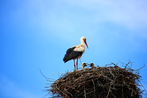 Mother Stork Nest Made Thin Twigs Small Chicks — Stock Photo, Image