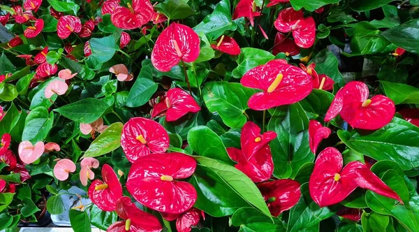 Όμορφα Κόκκινα Άνθη Ανθούριου Άνθισαν Έντονα Στον Αστικό Κήπο — Φωτογραφία Αρχείου