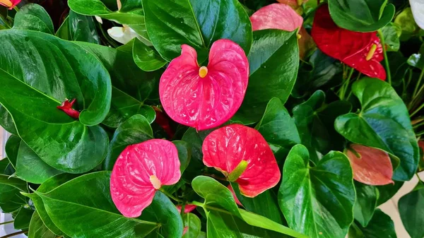 Όμορφα Κόκκινα Άνθη Ανθούριου Άνθισαν Έντονα Στον Αστικό Κήπο — Φωτογραφία Αρχείου