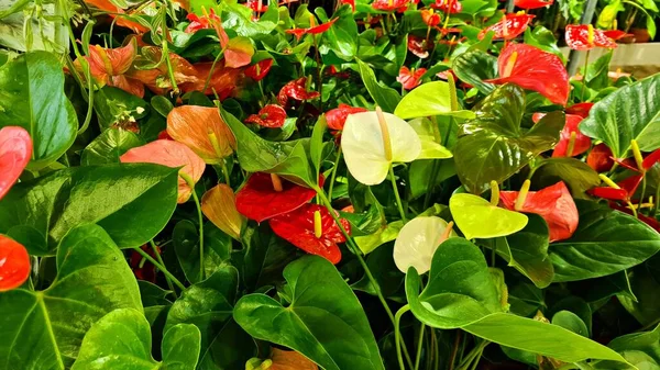 Beautiful Red Anthurium Flowers Bloomed Brightly Urban Garden — Stock Photo, Image