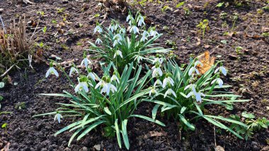 Galanthus 'un küçük beyaz çiçekleri ilkbaharın başlarında ormanlarda belirir..