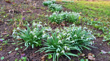 Galanthus 'un küçük beyaz çiçekleri ilkbaharın başlarında ormanlarda belirir..