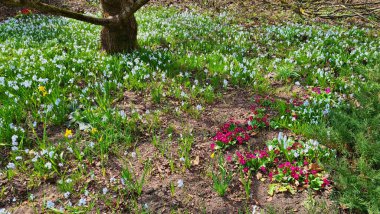Galanthus 'un küçük beyaz çiçekleri ilkbaharın başlarında ormanlarda belirir..