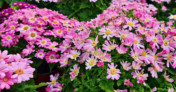庭や都市公園の花壇には美しい小さな花が咲きました — ストック写真