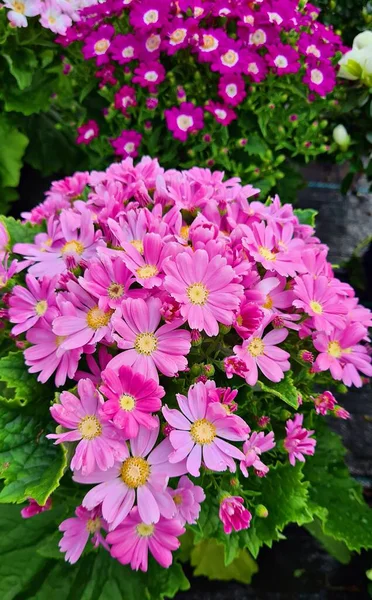 庭や都市公園の花壇には美しい小さな花が咲きました — ストック写真