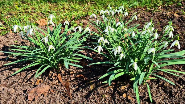 Galanthus 'un küçük beyaz çiçekleri ilkbaharın başlarında ormanlarda belirir..