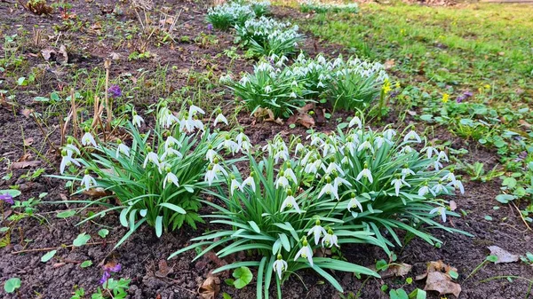 Galanthus 'un küçük beyaz çiçekleri ilkbaharın başlarında ormanlarda belirir..