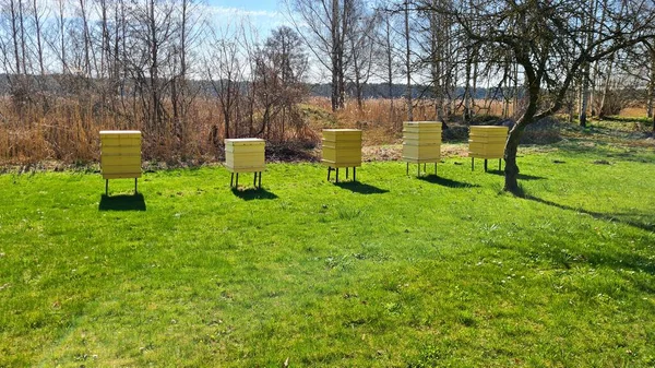 Ule Pszczół Ustawione Zielonym Trawniku Wiosenny Słoneczny Dzień — Zdjęcie stockowe