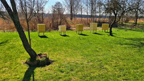 Colmenas Abejas Establecen Césped Verde Día Soleado Primavera — Foto de Stock