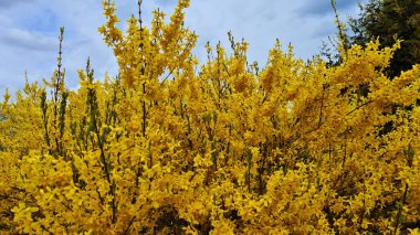 Parlak sarı Forsythia çalıları baharda bahçelerde ve parklarda çiçek açtı..