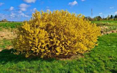 Parlak sarı Forsythia çalıları baharda bahçelerde ve parklarda çiçek açtı..