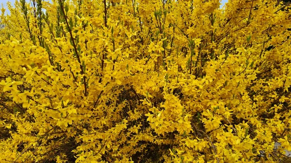 Ярко Желтые Кусты Форсайта Расцвели Весной Садовых Участках Парках — стоковое фото