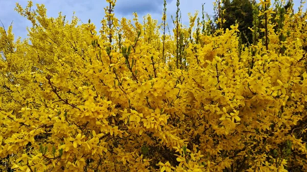 Buissons Forsythia Jaune Vif Fleuri Printemps Dans Les Parcelles Jardin — Photo