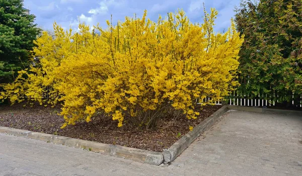 Helder Geel Forsythia Struiken Bloeide Het Voorjaar Tuin Percelen Parken — Stockfoto