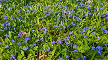 Scilla ormanda baharda küçük mavi çiçeklerle açtı..
