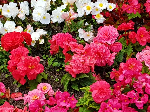 Große Rote Begonien Blüten Blühten Beet Des Stadtparks — Stockfoto