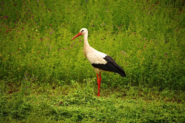 Lone Stork Strövar Den Gröna Fältet Jakt Efter Mat Solig — Stockfoto