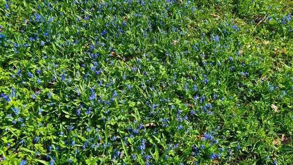 森の中の春に小さな青い花で開花したシラ — ストック写真