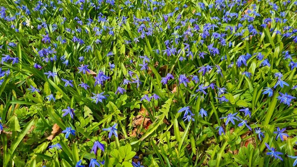 Силла Расцвела Маленькими Голубыми Цветами Весной Лесу — стоковое фото