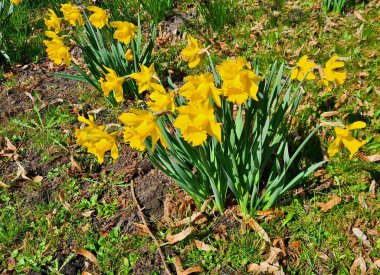 Güzel sarı nergisler baharda köyün dışındaki çimlerde yetişir..