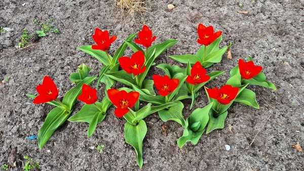Πρώτες Φωτεινές Κόκκινες Τουλίπες Μεγάλωσαν Στο Παρτέρι Στον Κήπο — Φωτογραφία Αρχείου