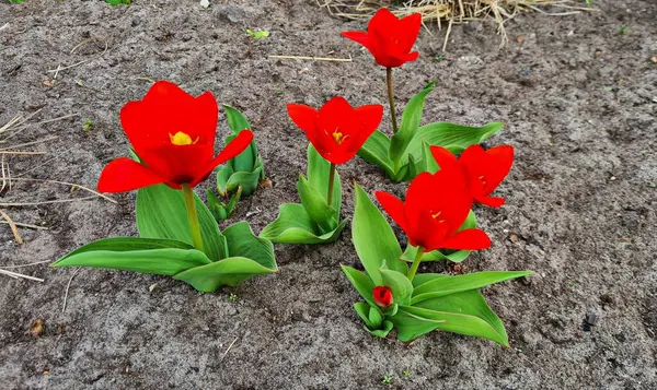 Первые Ярко Красные Тюльпаны Выросли Клумбе Саду — стоковое фото