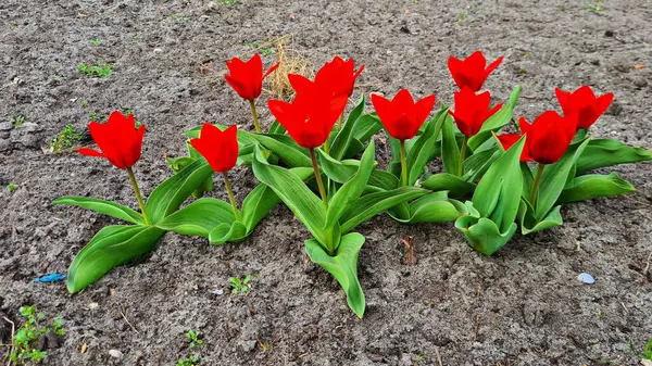 Первые Ярко Красные Тюльпаны Выросли Клумбе Саду — стоковое фото