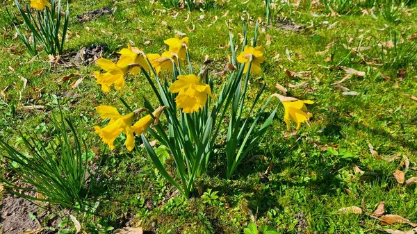 村外的草坪上长着美丽的黄色水仙花 免版税图库图片