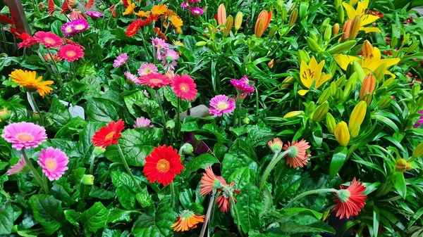 Belles Fleurs Lys Gerberas Dans Lit Fleurs Dans Parc — Photo