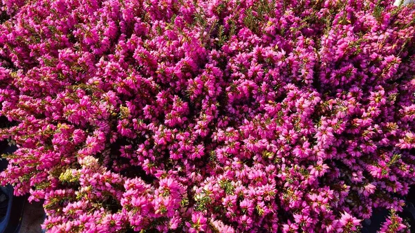 Calluna Fleurissant Avec Belles Fleurs Violettes Sur Les Pelouses Dans — Photo