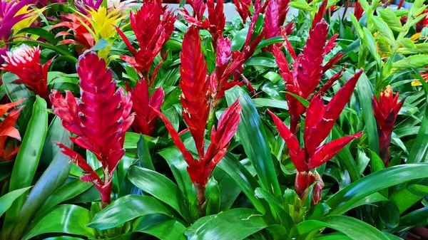 庭のベッドの上で美しい鮮やかな赤いグズマニアの花が成長します — ストック写真