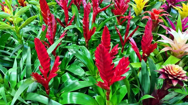 Lindas Flores Guzmania Vermelho Brilhante Crescer Cama Jardim — Fotografia de Stock
