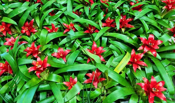 Όμορφα Φωτεινά Κόκκινα Λουλούδια Guzmania Μεγαλώνουν Στο Κρεβάτι Στον Κήπο — Φωτογραφία Αρχείου