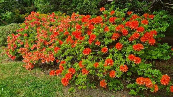 Hermosas Flores Color Escarlata Los Arbustos Radodendrons Parque Ciudad — Foto de Stock