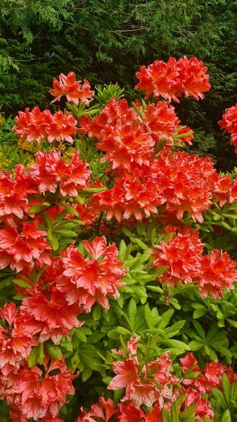 Lindas Flores Cor Escarlate Nos Arbustos Radodendrons Parque Cidade — Fotografia de Stock