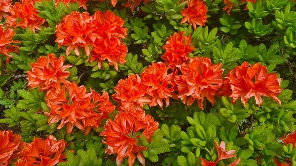 Schöne Scharlachrote Blumen Den Büschen Der Radodendrons Stadtpark — Stockfoto